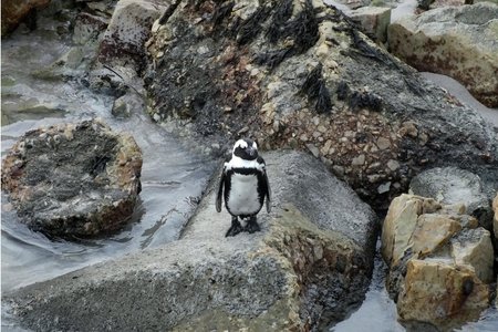 Meneer (of Mevrou) Afrika Pikkewyn lyk heel verwese op die rotse langs die nuwe hawemuur kort voordat hy/sy na veiligheid geneem is 